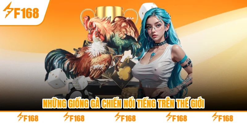 Những giống chiến kê nổi tiếng trên thế giới Những giống chiến kê nổi tiếng trên thế giới